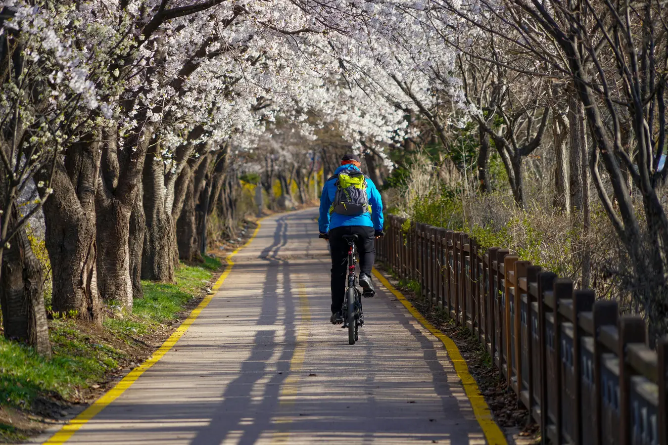 Pista ciclabile Pista ciclabile