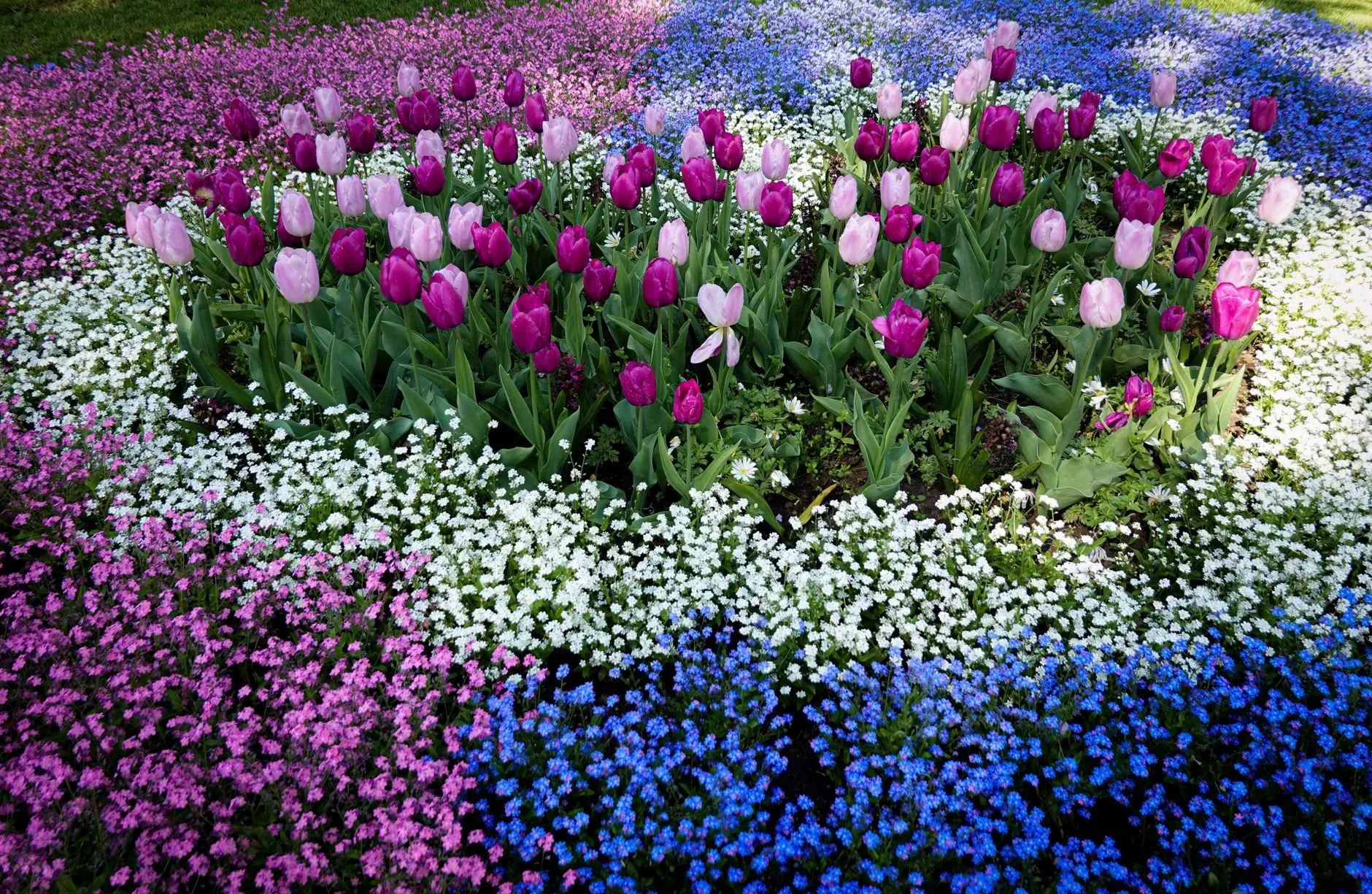 Magda Ehlers Una composizione dai colori vivaci di tulipani rosa e lilla, circondati da rigogliosi fiori di campo in un vivace giardino primaverile.
