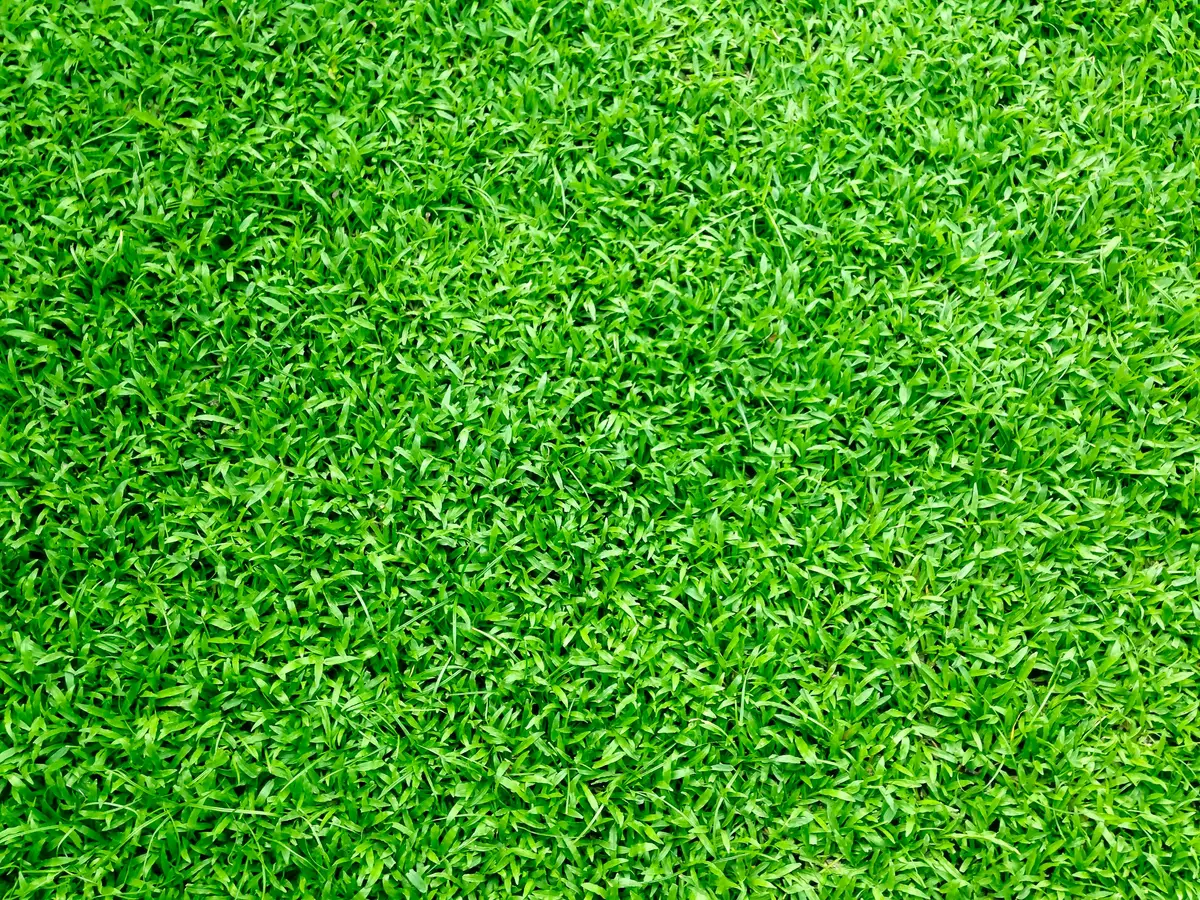 Spazio Verde Spazio Verde